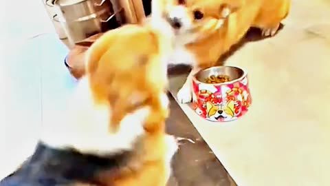 😂😆 "This Dog Just Invented Comedy!" 😂😆