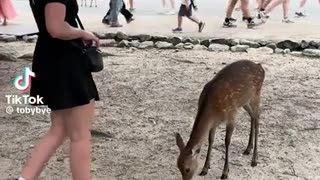 😂🦌 Don't Miss This Deer's Unexpected Move! | FunFM