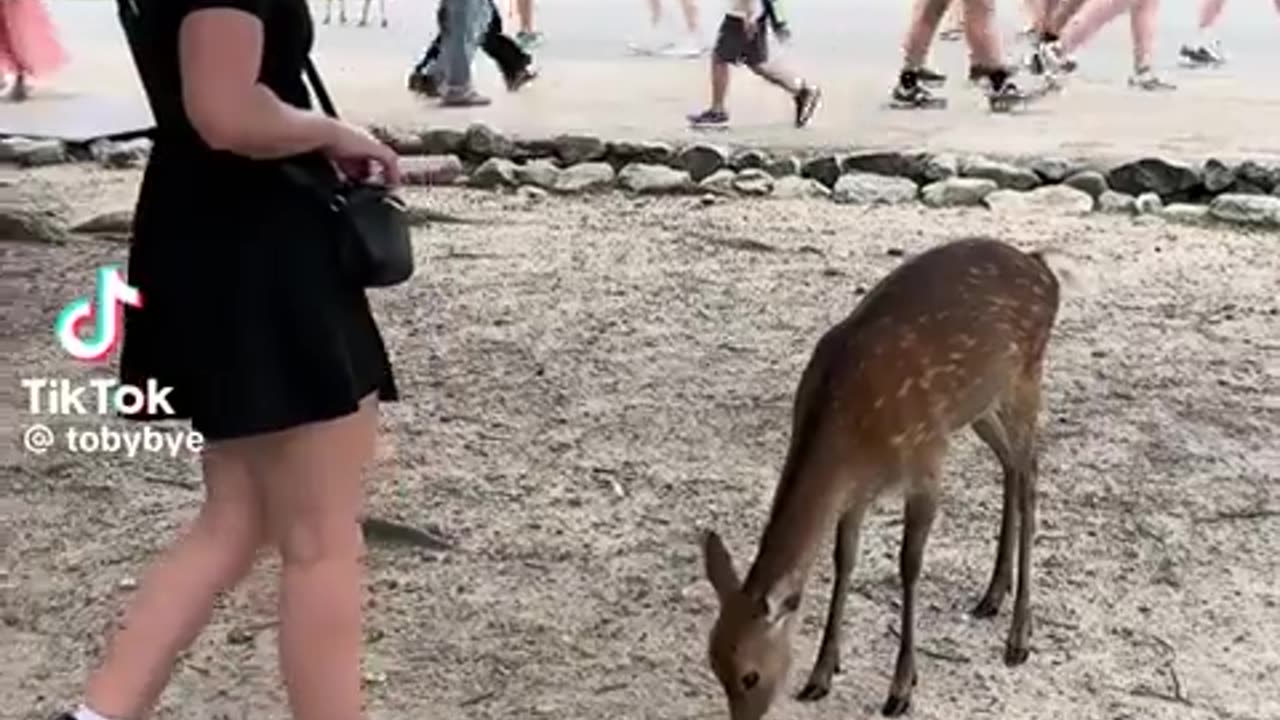 😂🦌 Don't Miss This Deer's Unexpected Move! | FunFM