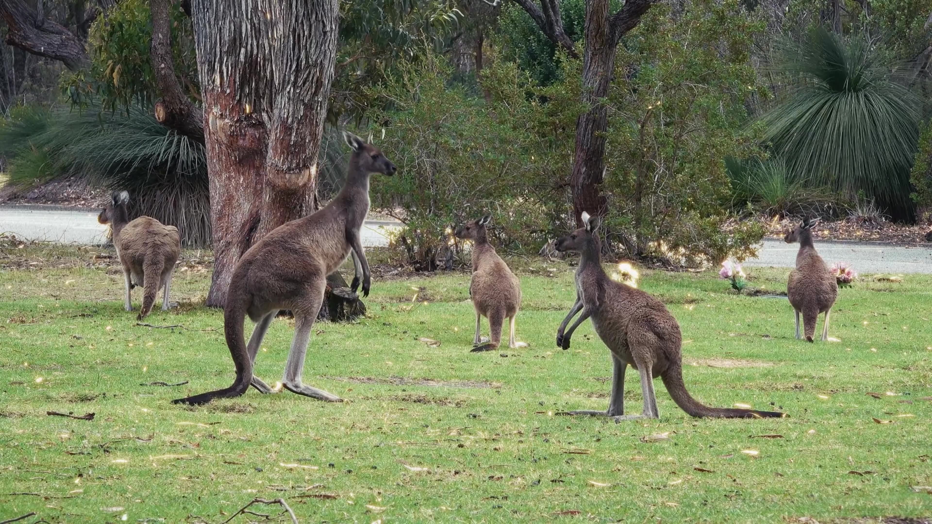 Kangaroo facts only in Australia 🇦🇺