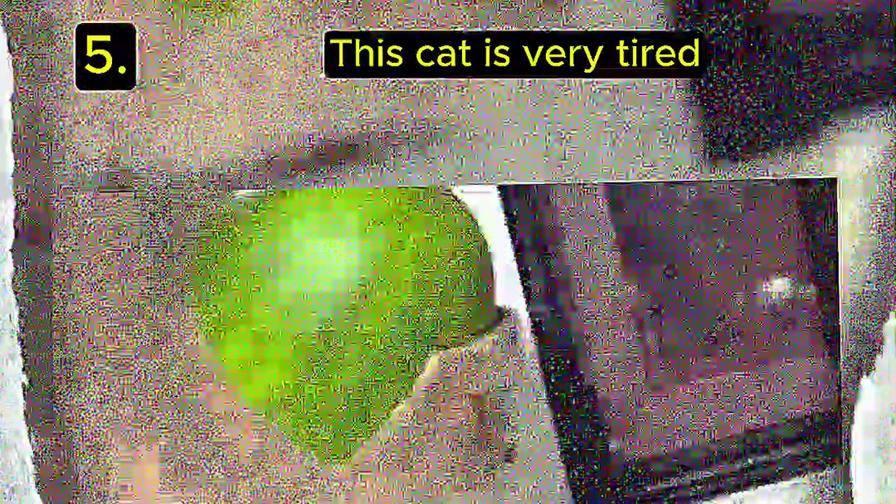Top 5 Random Cat