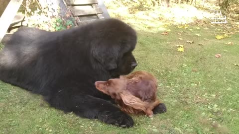 1 Hour of ADORABLE Animal Videos That Will Make You Smile! 🐶😍 FOLLOW & LIKE for More!