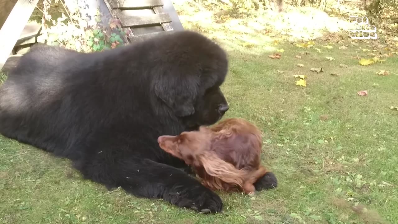 1 Hour of ADORABLE Animal Videos That Will Make You Smile! 🐶😍 FOLLOW & LIKE for More!