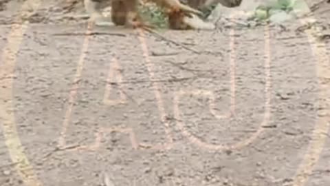 Funny animals video