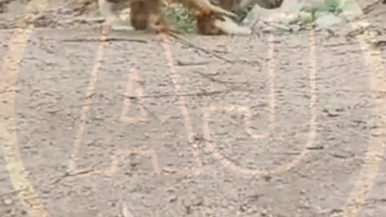 Funny animals video