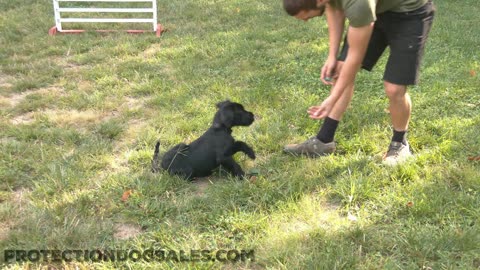 Giant Schnauzer Puppy Early Training