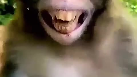 Funny Monkey video!
