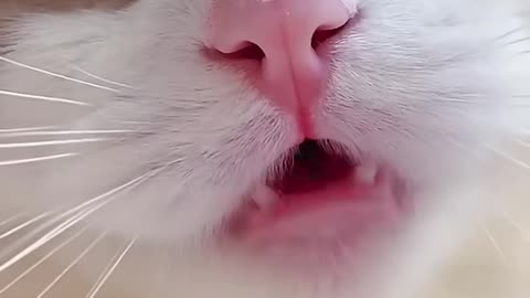 Shorts cat meme - cute kitten (Tik Tok video]💘
