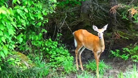 White-tailed deer