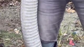 This is the KING COBRA: the largest venomous snake in the world.