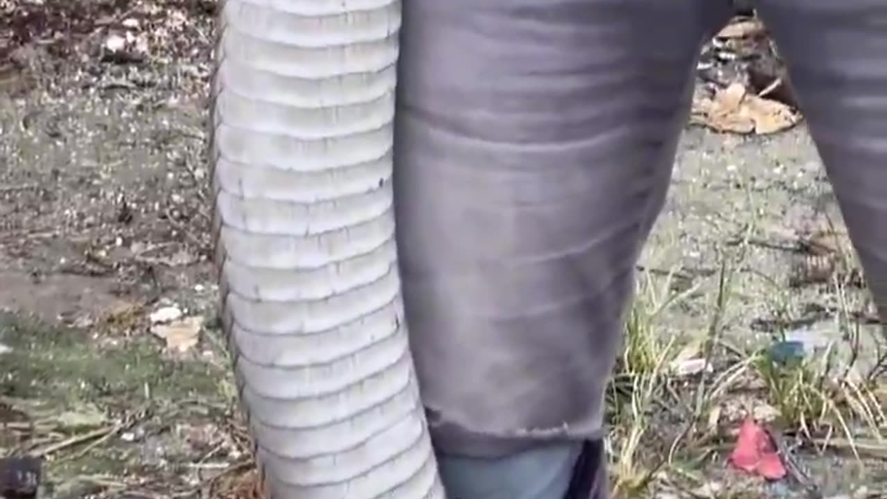 This is the KING COBRA: the largest venomous snake in the world.