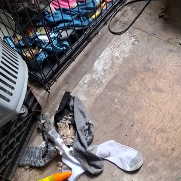 A talkative rescue, cat. he is so cute