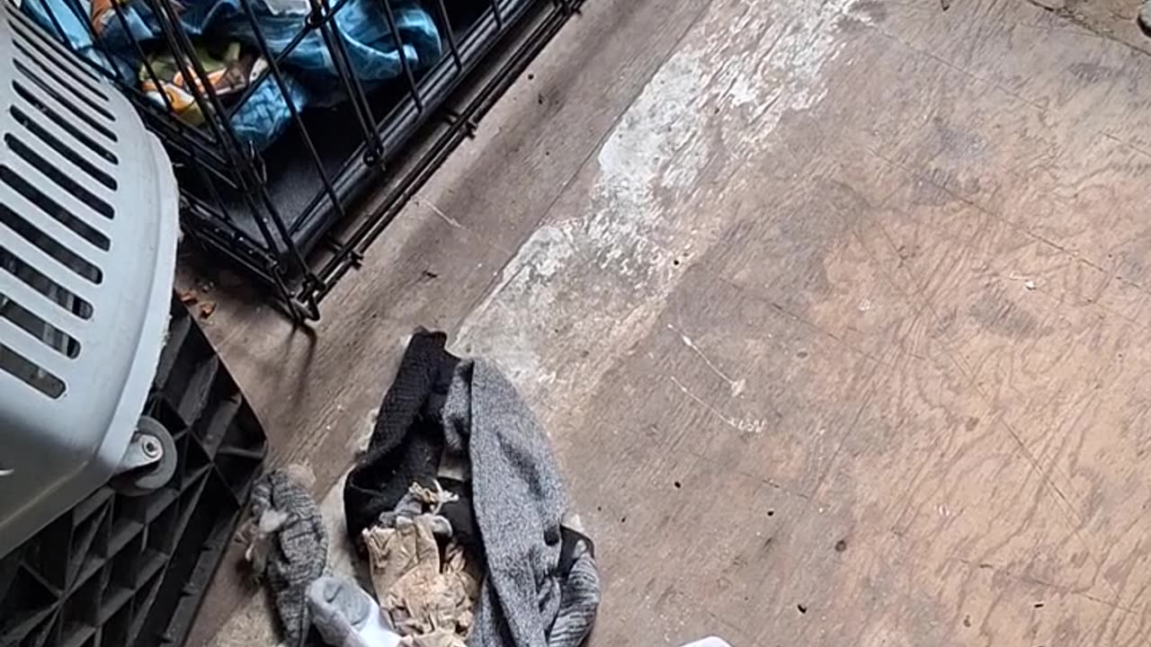 A talkative rescue, cat. he is so cute