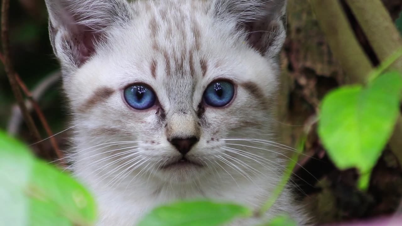 Blue-Eyed Kitten Discovers the Jungle