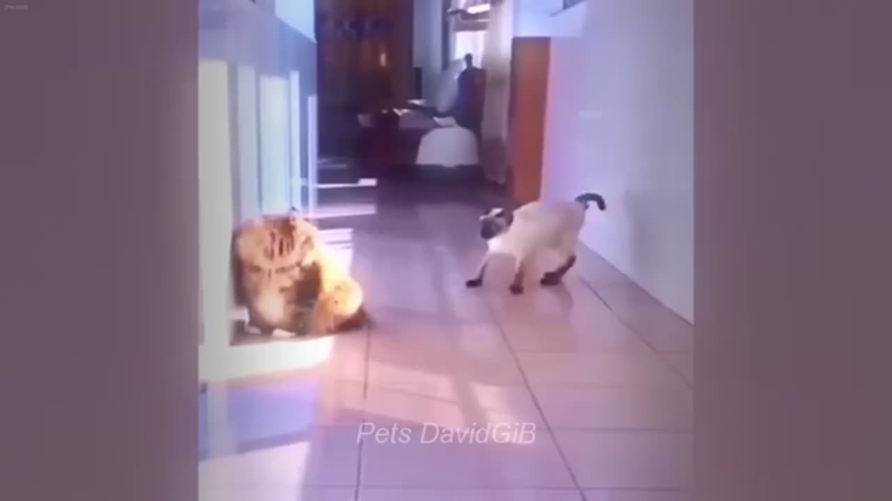 Funny cats