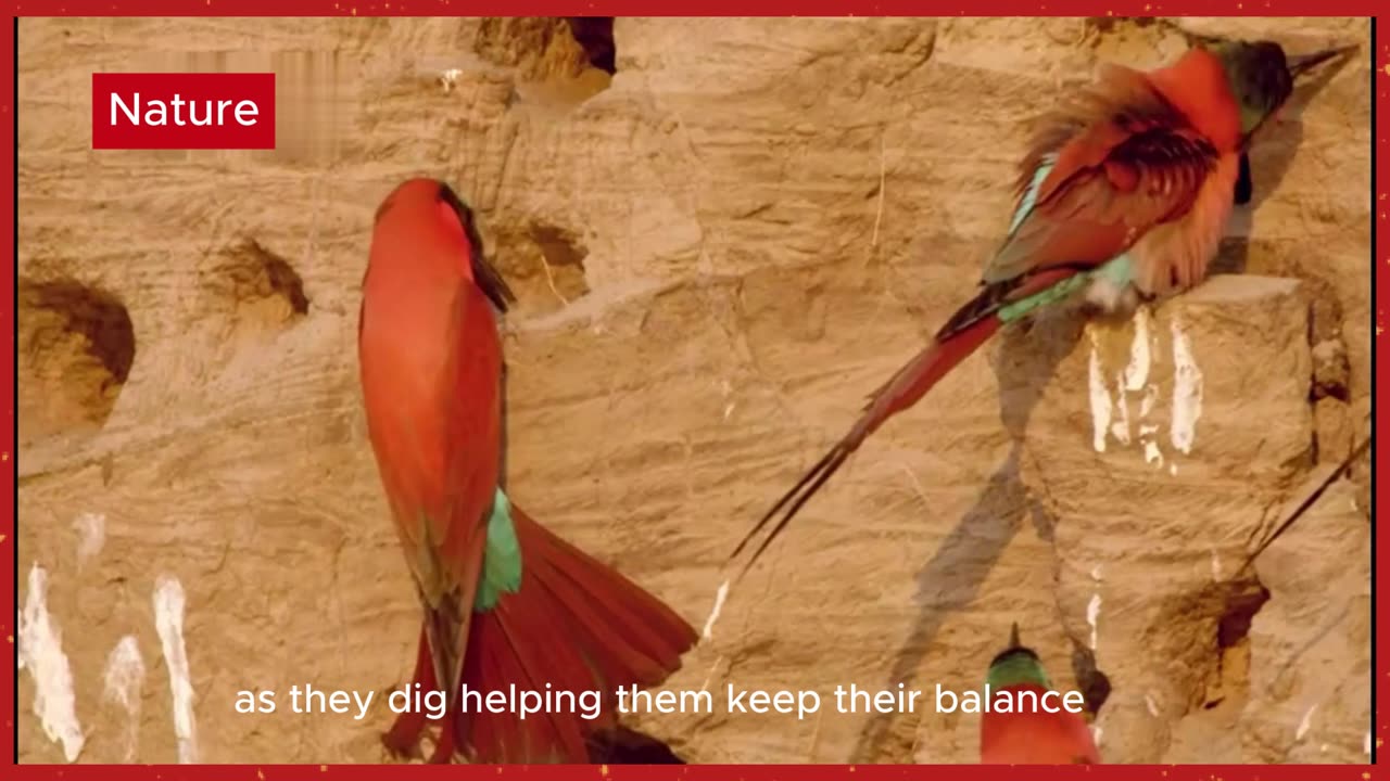 Dry Season Drama in Africa: Bee-Eaters, Vultures, and Predators Collide