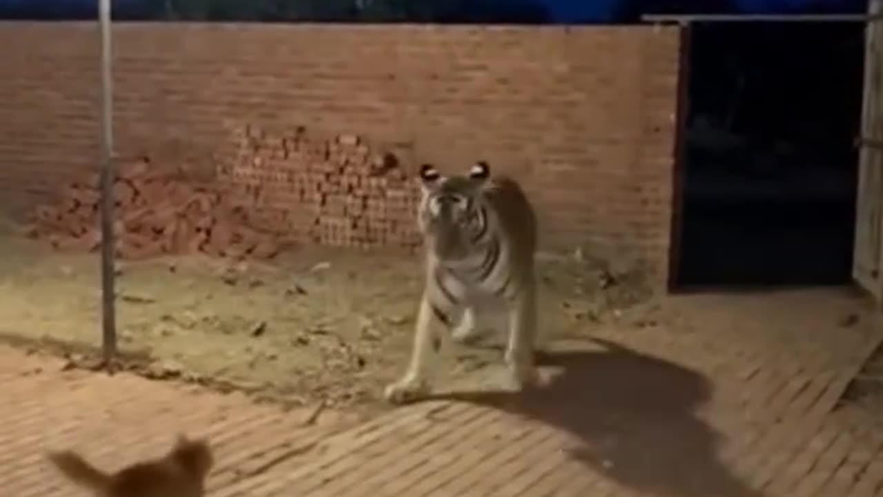 😱😱Tiger attack man but cat save his life!✨