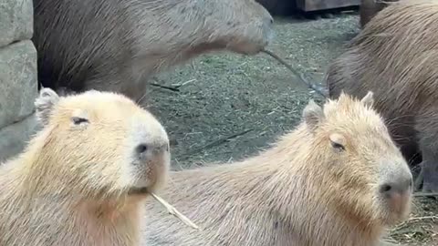 😍🦦 Insanely Cute Capybara Tricks You Can't Miss! | FunFM