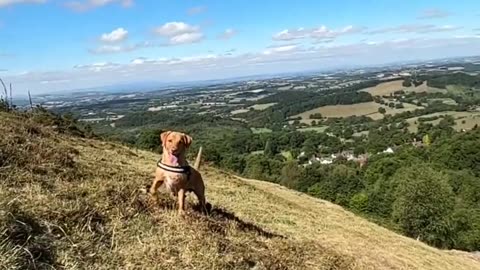 British man playing fetch with dog accidentally records possible UFO 🤯