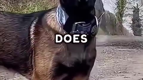 Joe Rogan discusses the difference between German Shepherds and Belgian Malinois