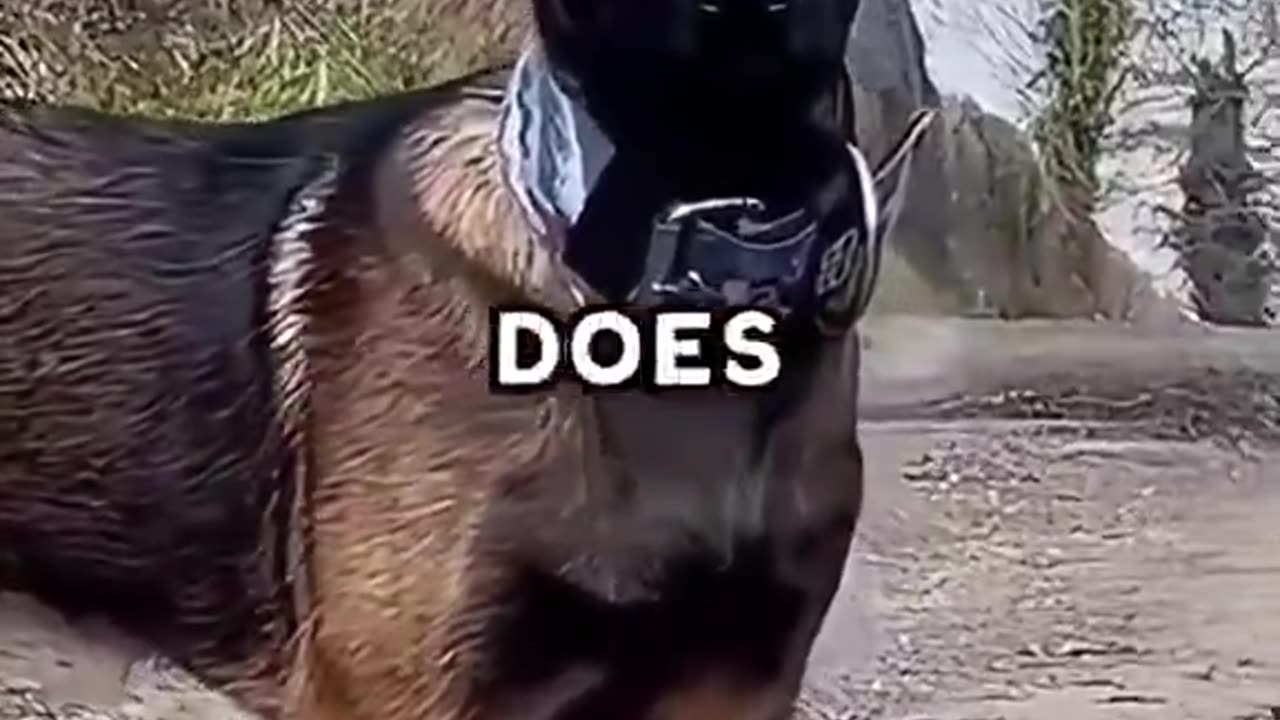Joe Rogan discusses the difference between German Shepherds and Belgian Malinois