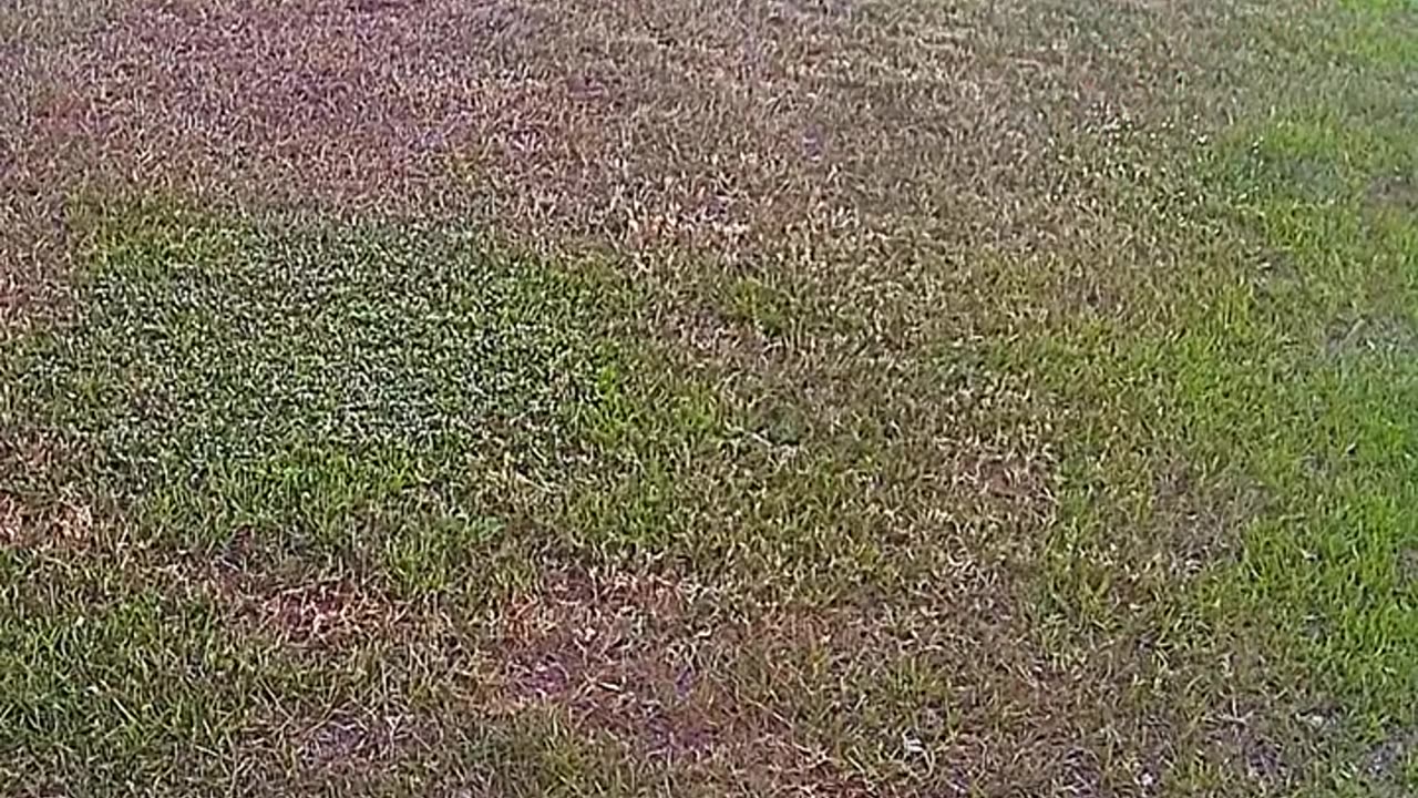 german shepherd vs doberman