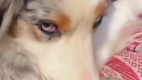 Funny animals | cute cat & kitten