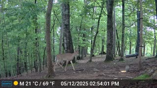 The Woods – 05/13/2025