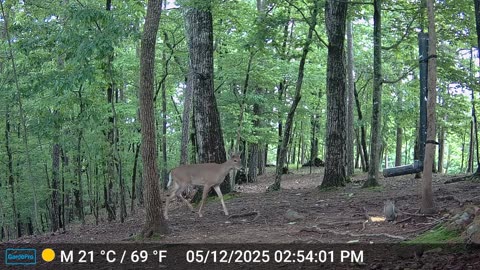 The Woods – 05/13/2025