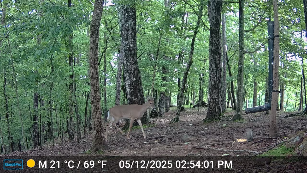 The Woods – 05/13/2025
