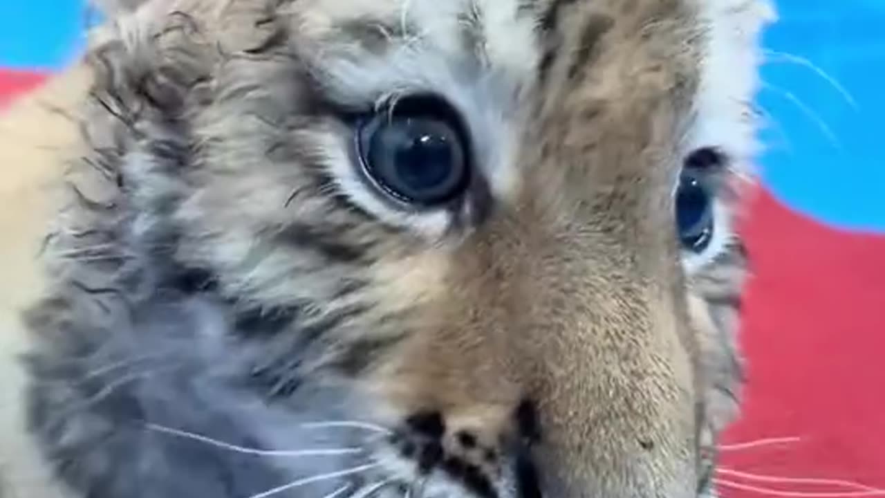The newborn tiger is as cute as a kitten