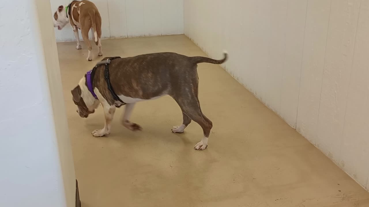 Shasta grey white 12y A 872285 Cellan bashful of duo 11y 872286@TRN loungin in play yard20250629_345