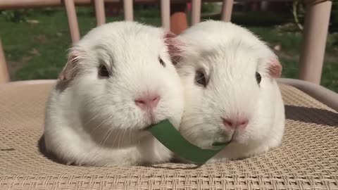 Guinea pig sisters, Gracie and Suzie, play tug-of-war🥹
