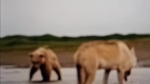 Absurdly massive wolf in Alaska
