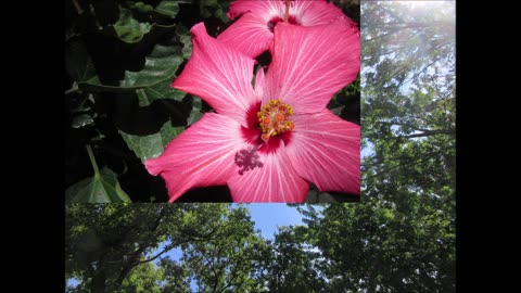 Transformation Balance and Renewal Hibiscus July 2025