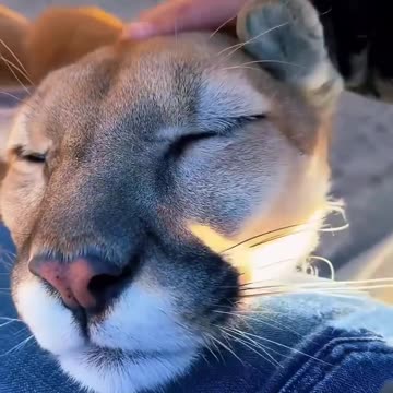 How One Tiny Lion Cub Found a Family