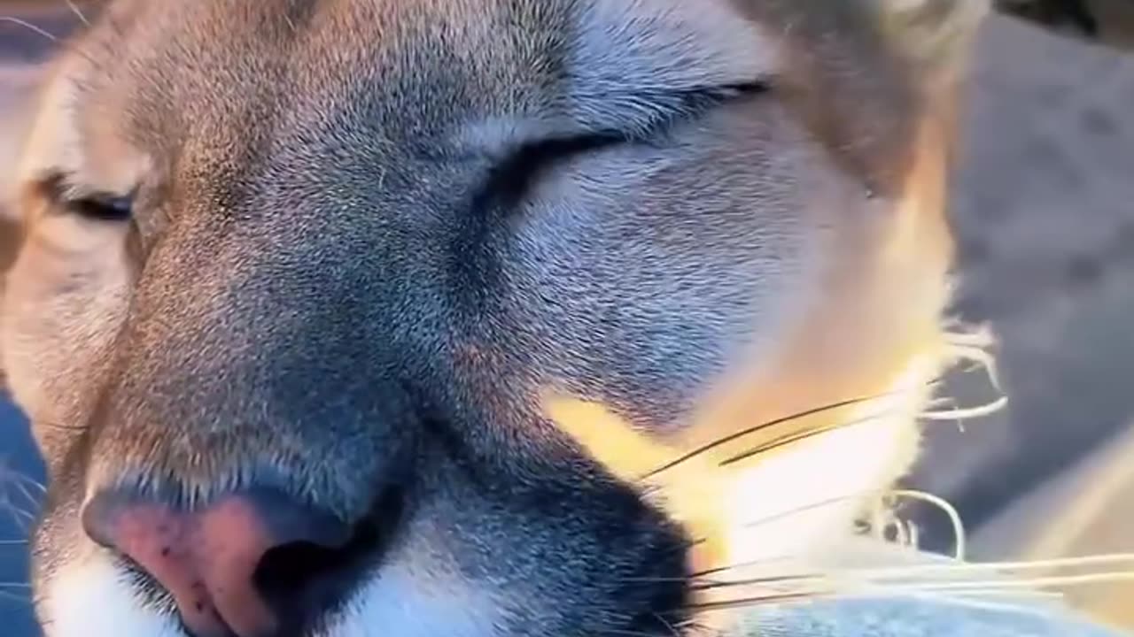 How One Tiny Lion Cub Found a Family