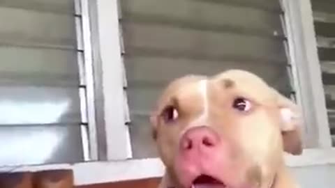 Funny dog