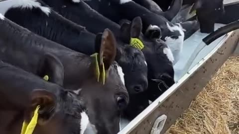 "You might think it's just a bucket of milk… But behind every drop, there's a decision, an analysis,