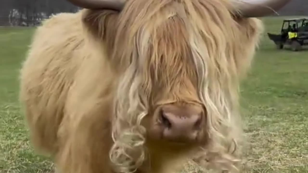 Cows Gone Wild: Funniest Moments Ever!🐄