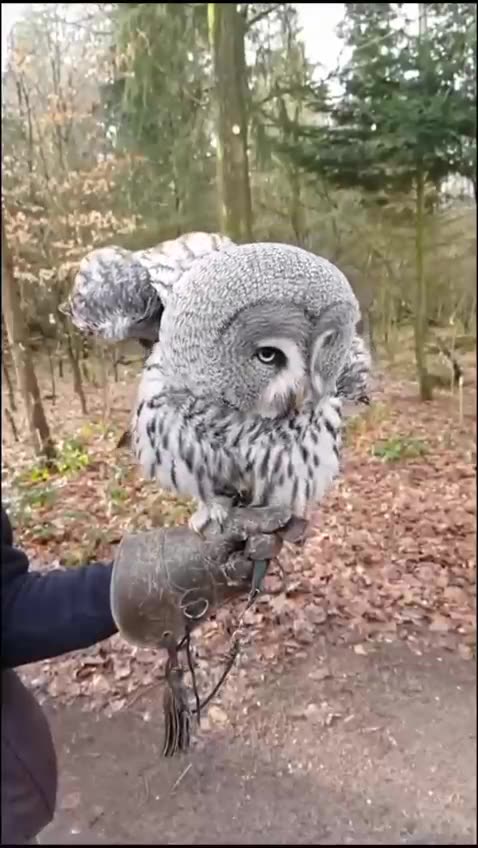 Owl