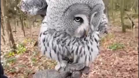 Owl