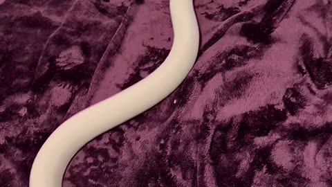 Ball Python Snake Sliding on Purple Blanket