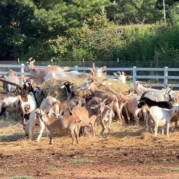 Can we Eat it ALL today?