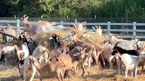 Can we Eat it ALL today?