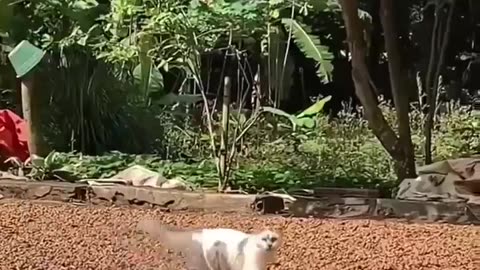 😂🐶 Nothing's Getting Past This Ferocious Guard Dog | FunFM