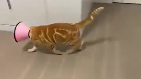 Funny and cute cats moments