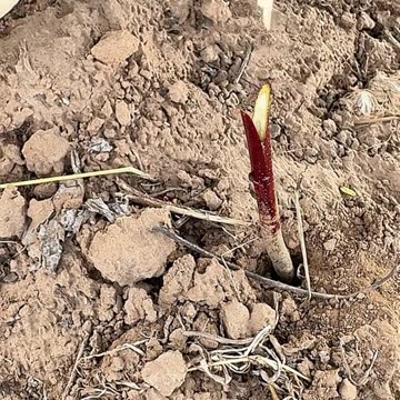 How to Breeding Part-7