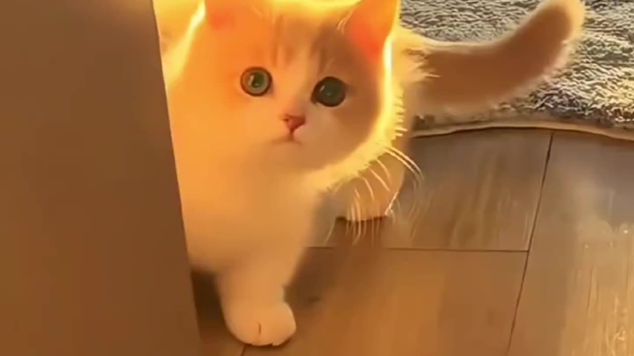 Cats are elves