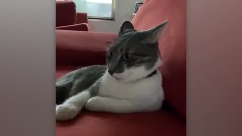 Funny Animals React to Crazy Weather